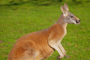 kangaroo in the grass