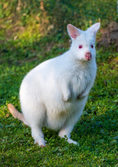 albino wallaby on the grass