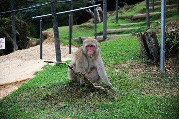 Japanese Monkey