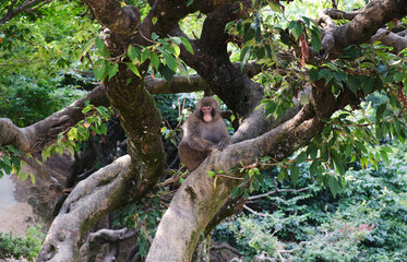 Japanese Monkey