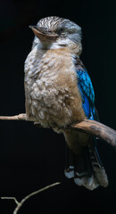 Perching Blue-winged Kookaburra (Dacelo leachii)