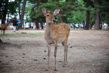 Deer at the park