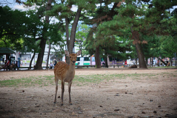 Deer at the park