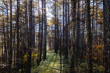 Obraz premium 秋の美ヶ原へ向かう途中の林 松本市