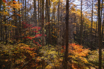 秋のカラマツ林と紅葉　松本市