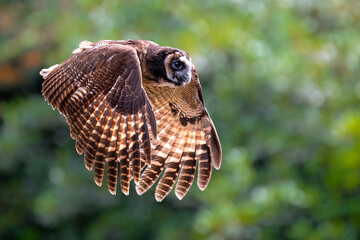 Brown Wood Owl (Strix leptogrammica) in Flight