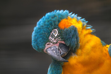 Blue-throated or Caninde Macaw (Ara glaucogularis)