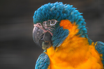 Blue-throated or Caninde Macaw (Ara glaucogularis)