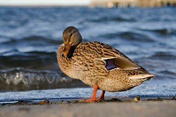 samica kaczki krzyżówki stojąca na brzegu morza © Piotr
