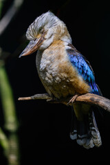 Perching Blue-winged Kookaburra (Dacelo leachii)