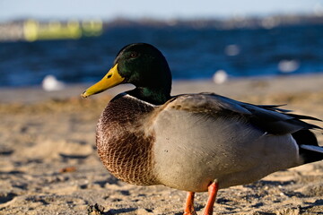 kaczor krzyżówki stojący na piaszczystej plaży