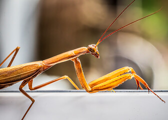 praying mantis