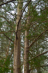 Obraz premium *Eibe - Baum*
