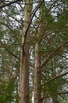 *Eibe - Baum*