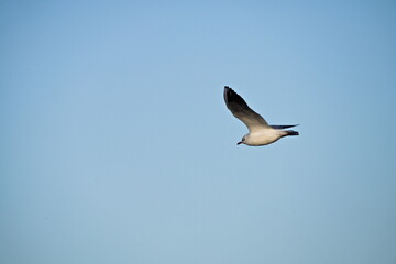 mewa w locie nad portem na tle błękitnego nieba © Piotr