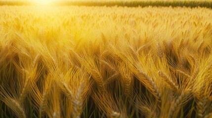 Golden wheat field illuminated by the warm glow of the setting sun, creating a serene and tranquil atmosphere.