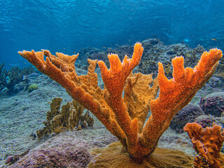 Elkhorn coral ,Acropora palmata
