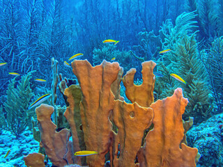 Caribbean coral garden