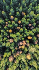 Baum spitzen 