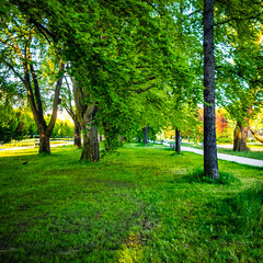 Naklejka premium View of beautiful deciduous trees in city park on sunny spring day. Greenery in the city.