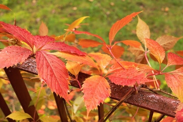 bright autumn orange leaves of wild grapes, landscape, autumn in the city landscape