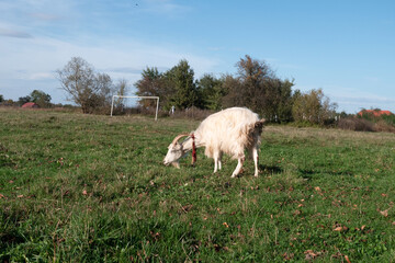 Fototapeta premium Goats graze on the meadow. Agriculture. Care of goats.