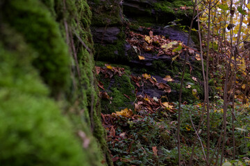 the rock is tsovered with gren moss on gych yellow leaves have fallen
