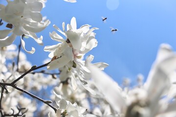 Bees approaching a white flower