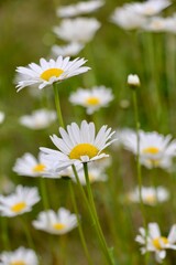 Daisies in a field