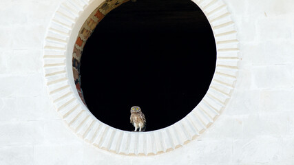 Fototapeta premium little owl in the window