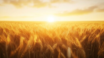 Obraz premium Golden wheat field illuminated by a stunning sunset, creating a warm and serene atmosphere.