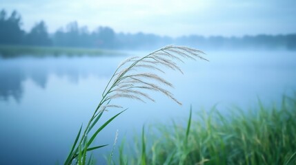 Fototapeta premium A serene close-up of tall grass in a misty environment near a calm body of water.