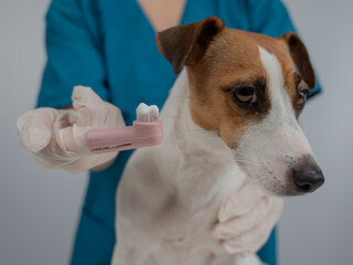 A vet is cleaning the teeth of a Jack Russell Terrier. 