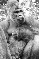 Black and white portrait close-up of a gorilla in a natural setting, showcasing its thoughtful...