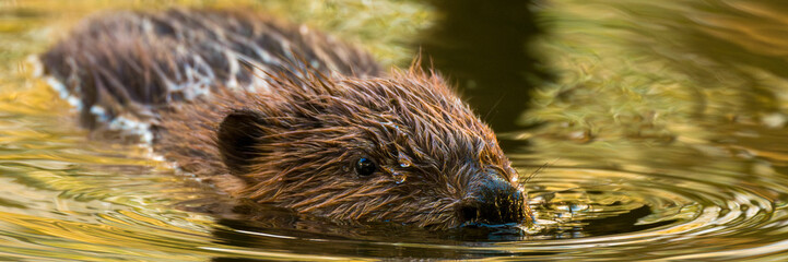 Eurasian beaver, Castor fiber. Beaver swimming in water on sunny autumn day.