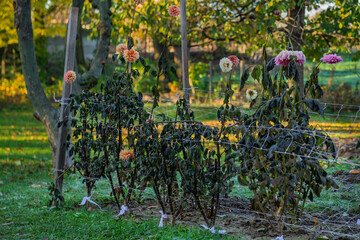First autumn frost in the garden. Dahlia flowerbed damaged after first killing frost of the season....