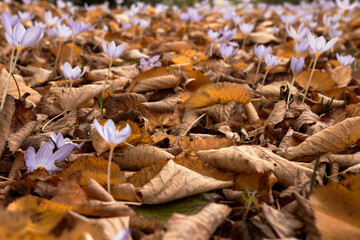 Crocuses Blooming Through Fallen Leaves