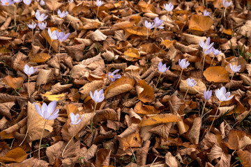 Crocuses Blooming Through Fallen Leaves