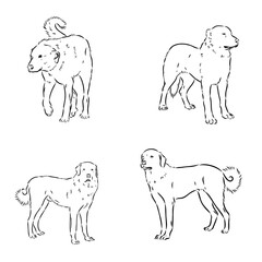 Akbash dog hand drawing. Vector illustration isolated on white background.