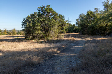 Vegetation in Brushy Creek Regional Trail
