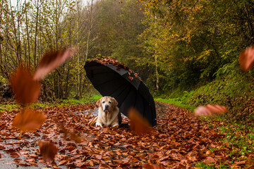 Dog in autumn with umbrella