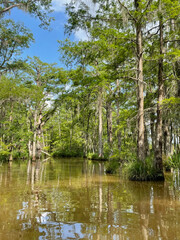 Obraz premium in the swamp