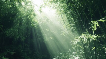 Serene bamboo forest with gentle sunlight filtering through lush green leaves.