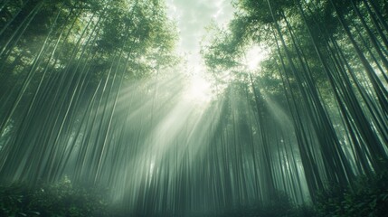 A serene bamboo forest bathed in soft sunlight, creating a tranquil and mystical atmosphere.