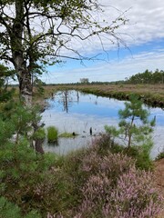 Zauberhafte Landschaft im Moor / Pietzmoor in der Lüneburger Heide in Schneverdingen