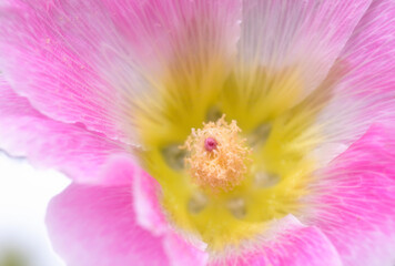 Pink hollyhock flower blossom in the close up view, shallow depth of field