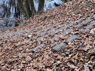 Close up of stairs leading down to the canal in the woods. Partly obscured by fallen leaves in the autumn.