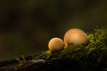 One of nature's wonderful creatures are mushrooms. Natural background.