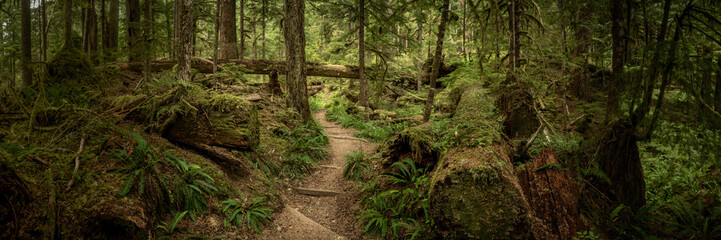 Panorama Of The Thick Forest And Green Lake Trail Cutting Through It © kellyvandellen