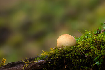 One of nature's wonderful creatures are mushrooms. Natural background.